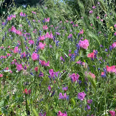 Vitamin Sea Διαμέρισμα Ozdere